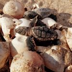 Loggerhead turtle, Caretta caretta, is endangered. A nest contains about 100 eggs. Hatchlings try to avoid many predators during their escape to the open ocean, Florida. (Photo by: Mark Conlin/VW PICS/UIG via Getty Image)
