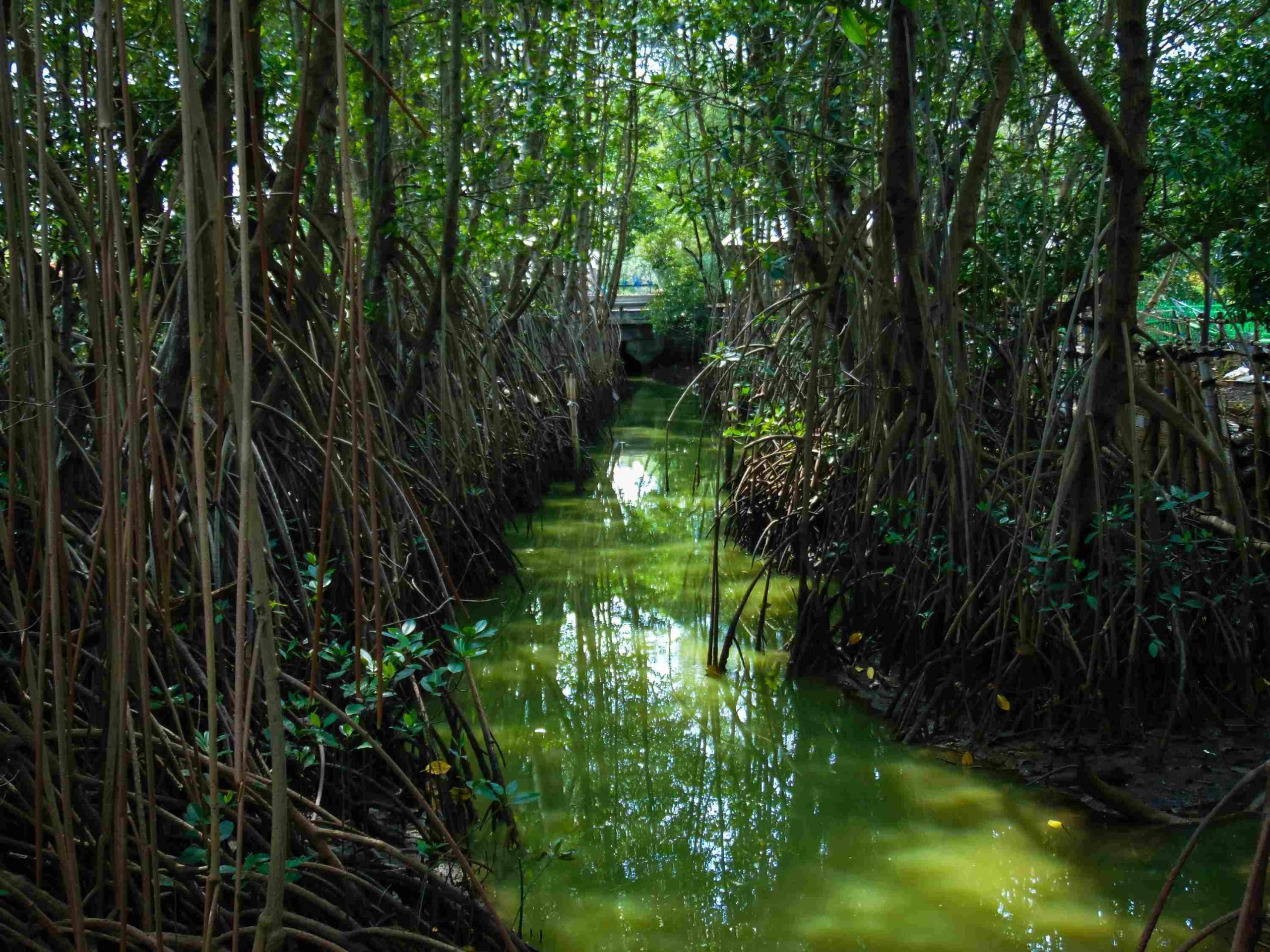 Restorasi dan Konservasi Mangrove untuk Menjaga Pesisir
