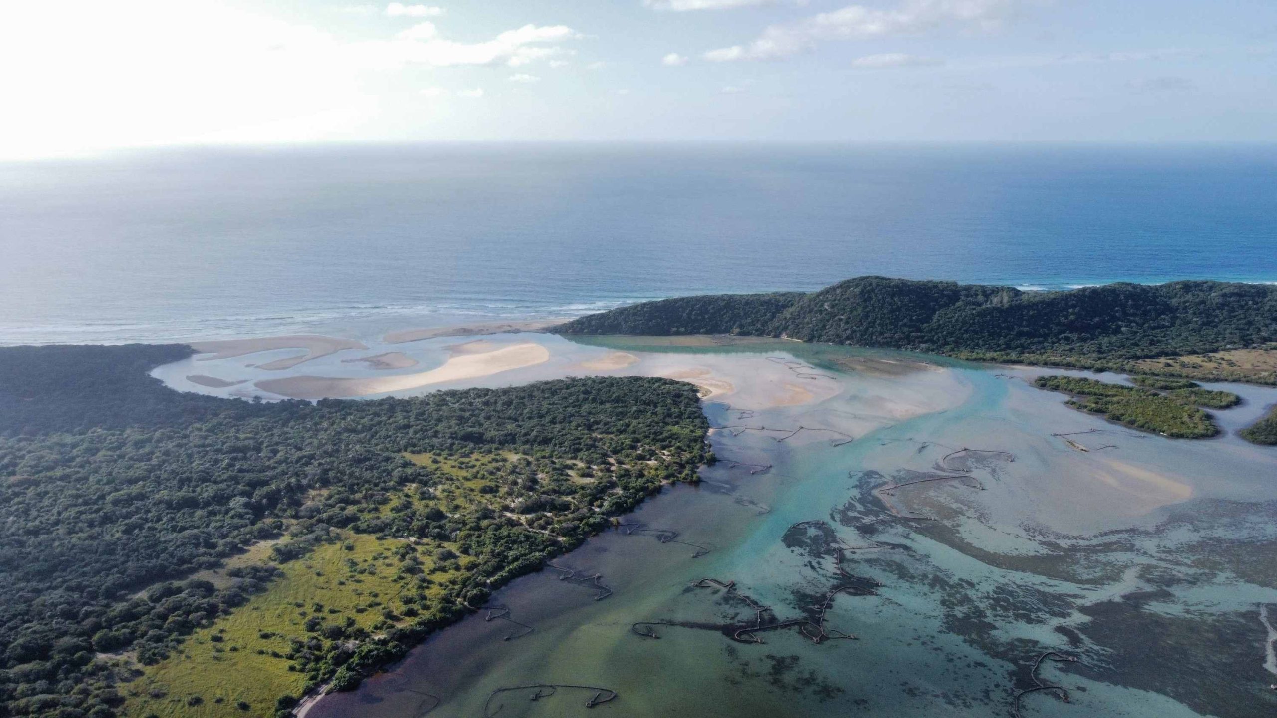 Ekosistem Muara: Penghubung Darat dan Laut