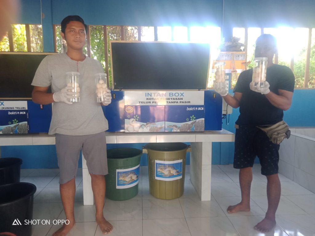 Penerimaan Perdana Telur Penyu di Rumah Tukik