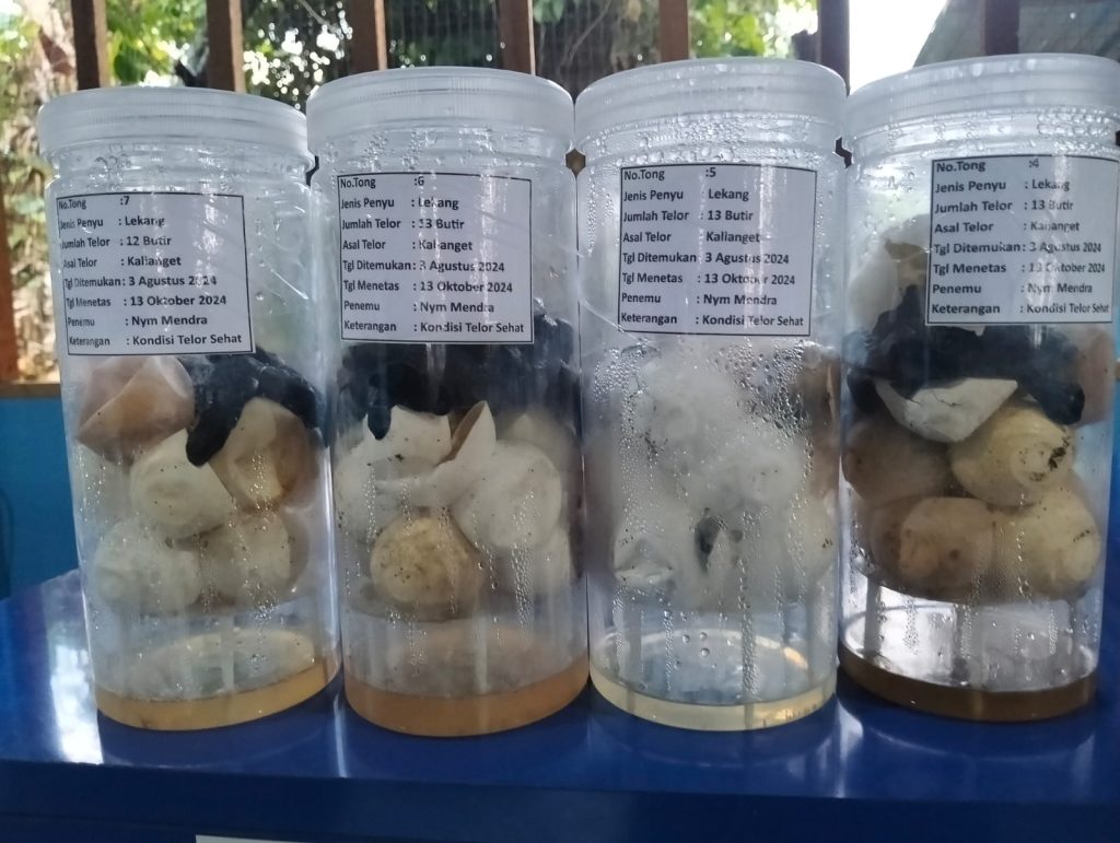 Telur Penyu Mulai Menetas di INTAN BOX